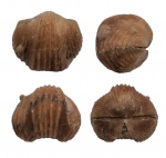 Platystrophia baltica Zuykov et Harper, 2007