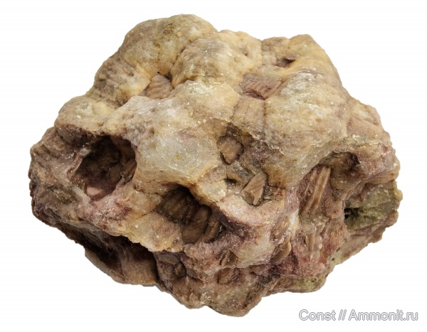 брахиоподы, ордовик, Platystrophia