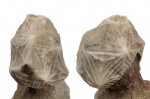 Echinoencrinites reticulatus Jaekel, 1899