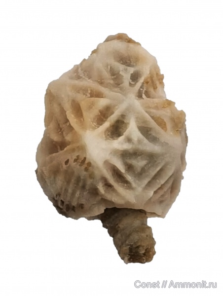 Echinoencrinites, Cystoidea, Rhombifera, Gonocrinites