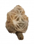 Gonocrinites angulosus (Pander, 1830)