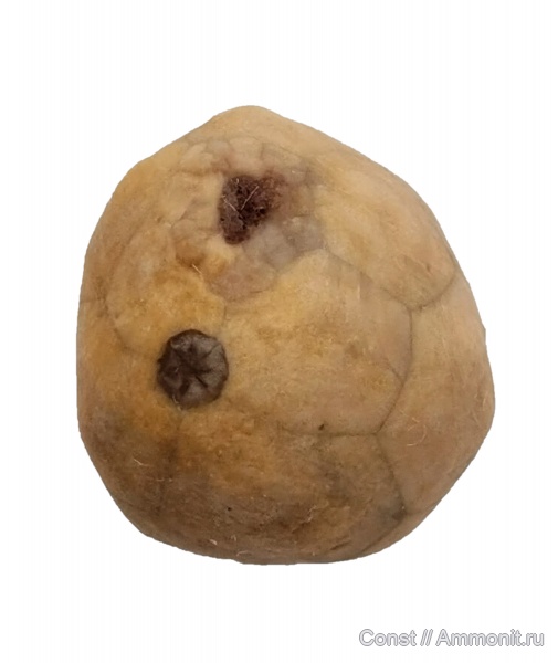иглокожие, ордовик, эокриноидеи, Cryptocrinites, cryptocrinites laevis, Ordovician