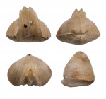 Camarotoechia zadonica Nal.