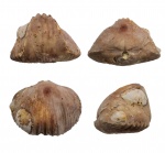 Camarotoechia zadonica Nal.