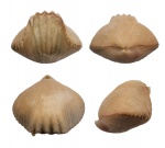 Camarotoechia