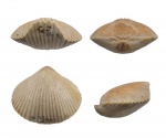 Camarotoechia
