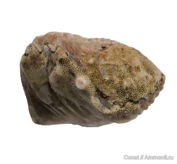 брахиоподы, Ripidiorhynchus, Bryozoa, Camarotoechia, Rhynchonellida, Stenopora