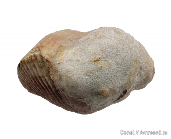 брахиоподы, Bryozoa, Spiriferida, Stenopora