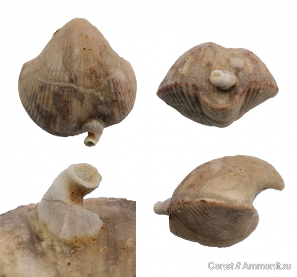 Spiriferida, Microconchida