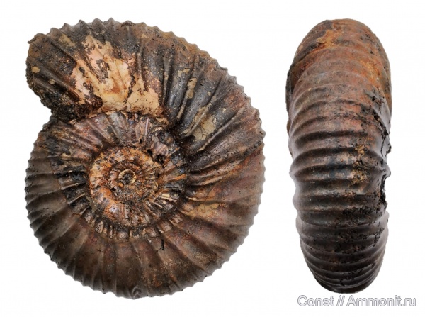 Epivirgatites