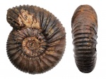 Epivirgatites?
