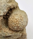 Cyclocrinites