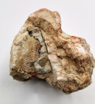 Conularia