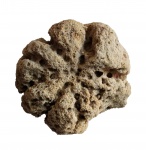 Caryospongia diadema (Klöden, 1834)