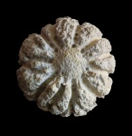 Caryospongia edita (Klöden, 1834)