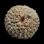 Caryospongia roemeri (Hinde, 1883)