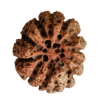 Astylospongia inciso-lobata Roemer, 1860