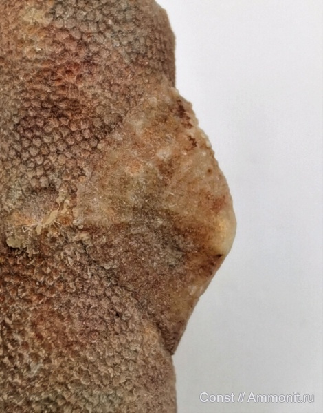 philhedra, Craniidae, Philhedra rivulosa
