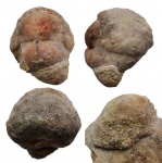 Porambonites