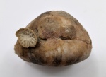 Rugosa