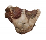 Hoplocrinus