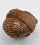 Platystrophia pogrebovi Zuykov & Harper, 2007