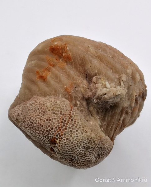 Platystrophia, Orthida, Platystrophiidae, Platystrophia pogrebovi