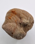 Platystrophia pogrebovi Zuykov & Harper, 2007