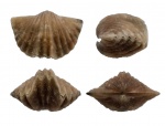 Platystrophia dentata lata Alichova, 1951