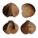 Platystrophia dentata (Pander, 1830)