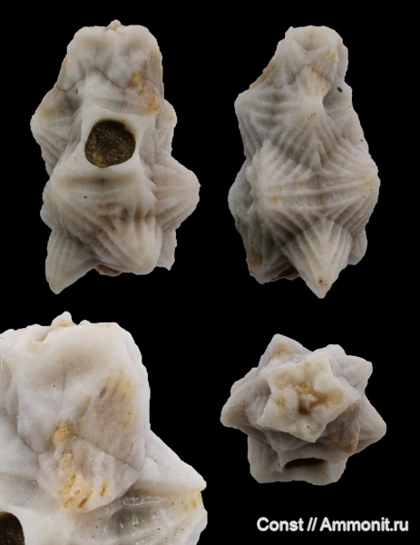 Echinoencrinites, Gonocrinites, Gonocrinites lahuseni