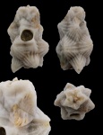 Gonocrinites lahuseni (Jaekel, 1899)