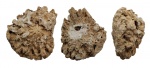 Aulocopium aurantium Oswald, 1847 ?
