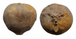 Hemicosmites pyriformis Buch, 1840