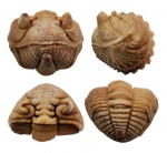 Estoniops panderi (Schmidt, 1881)