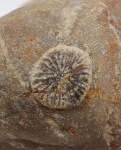 Assatkinella disca Mannil