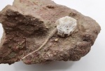 Gonocrinites angulosus (Pander, 1830)