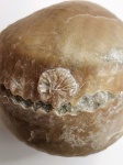 Assatkinella disca Mannil