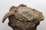 Cheirocrinidae