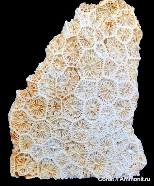 Petalaxis stylaxis, Petalaxis, Rugosa