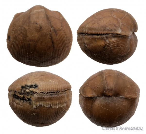 Lycophoria, Lycophoria globosa