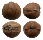 Lycophoria globosa