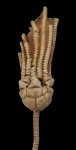 Ulocrinus neverovoensis Mirantsev et Rozhnov, 2011