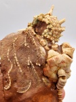 Parasciadiocrinus lancetospinosus Mirantsev et Arendt, 2013