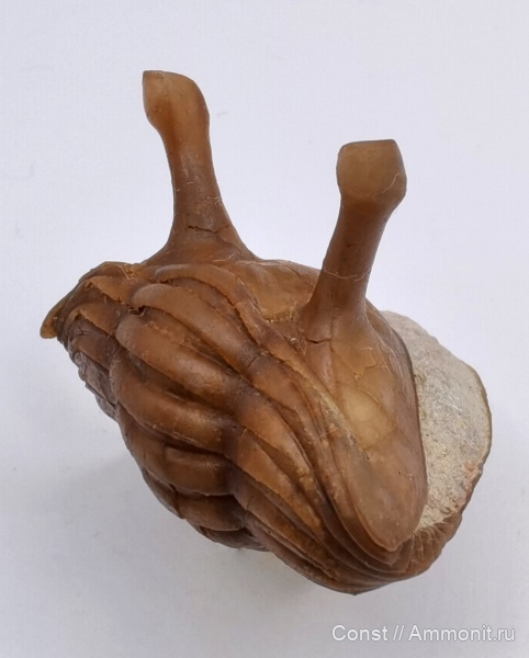 Asaphus, Asaphus kowalewskii
