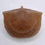 Hemipronites imbricata