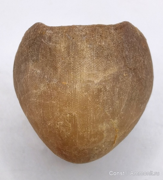 Porambonites