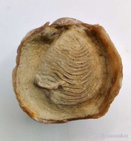 лофофор, Atrypa, Atrypida