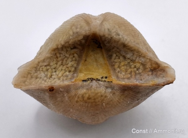 Cyrtospirifer, Spiriferida, Tomaculum