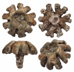 Troegerella quinqufurcata
